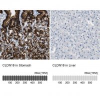 Anti-CLDN18 antibody produced in rabbit 