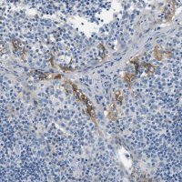 Anti-CLDN18 antibody produced in rabbit