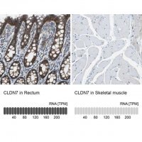 Anti-CLDN7 antibody produced in rabbit 