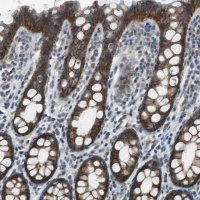 Anti-CLDN7 antibody produced in rabbit 