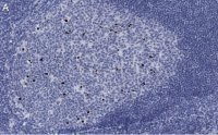 Anti-cleaved PARP-1 Antibody, clone 2G13 Antibody, ZooMAb� Rabbit Monoclonal 