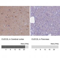 Anti-CLEC2L antibody produced in rabbit 