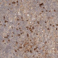 Anti-CLEC4C antibody produced in rabbit HPA029432-100UL