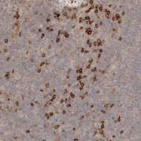Anti-CLEC4C antibody produced in rabbit HPA029432-100UL