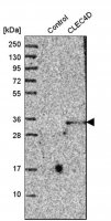 Anti-CLEC4D antibody produced in rabbit 