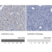 Anti-CLEC4G antibody produced in rabbit 