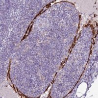 Anti-CLEC4M antibody produced in rabbit 