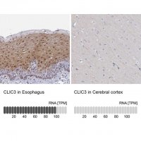 Anti-CLIC3 antibody produced in rabbit 