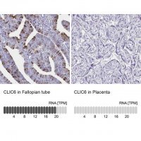 Anti-CLIC6 antibody produced in rabbit HPA055123-100UL