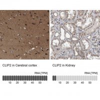 Anti-CLIP2 antibody produced in rabbit 