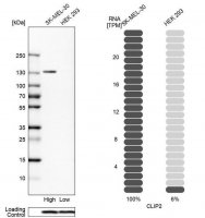 Anti-CLIP2 antibody produced in rabbit 