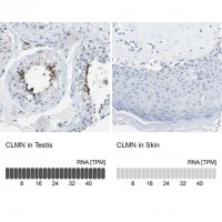 Anti-CLMN antibody produced in rabbit 