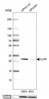 Anti-CLPP antibody produced in rabbit 
