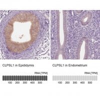 Anti-CLPSL1 antibody produced in rabbit 