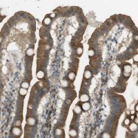 Anti-CLRN3 antibody produced in rabbit HPA014482-100UL