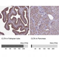 Anti-CLTA antibody produced in rabbit 
