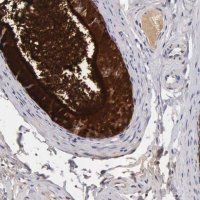 Anti-CLU antibody produced in rabbit 