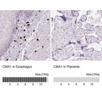 Anti-CMA1 antibody produced in rabbit 