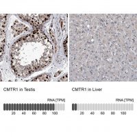 Anti-CMTR1 antibody produced in rabbit