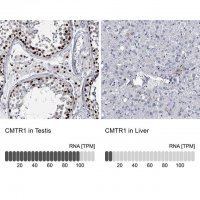 Anti-CMTR1 antibody produced in rabbit HPA029954-100UL
