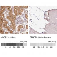 Anti-CNDP2 antibody produced in rabbit 