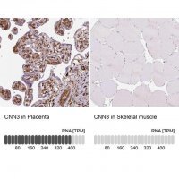 Anti-CNN3 antibody produced in rabbit 