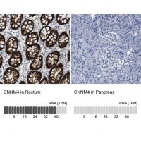 Anti-CNNM4 antibody produced in rabbit