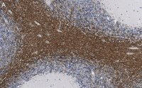 Anti-CNPase Antibody, clone 3N12 ZooMAb� Rabbit Monoclonal 