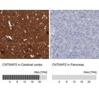 Anti-CNTNAP2 antibody produced in rabbit 