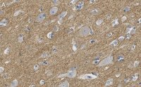 Anti-CNTNAP2 Antibody, clone 2D17 ZooMAb® Rabbit Monoclonal