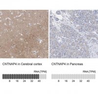 Anti-CNTNAP4 antibody produced in rabbit 