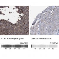 Anti-COBL antibody produced in rabbit 