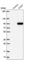 Anti-COG7 antibody produced in rabbit HPA040758-100UL