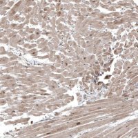 Anti-COL12A1 antibody produced in rabbit 
