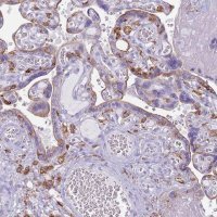 Anti-COLEC12 antibody produced in rabbit