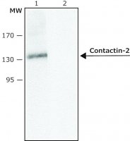 Anti-Contactin-2 (C-terminal) antibody produced in rabbit 