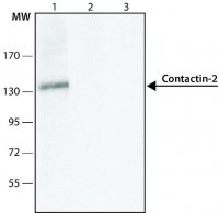 Anti-Contactin-2 (C-terminal) antibody produced in rabbit 