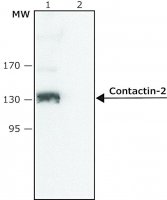 Anti-Contactin-2 (N-terminal antibody produced in rabbit SAB4200299-200UL