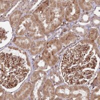 Anti-COPG1 antibody produced in rabbit