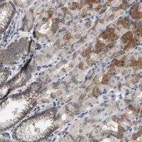 Anti-COPS2 antibody produced in rabbit HPA016867-100UL