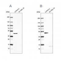 Anti-COQ2 antibody produced in rabbit HPA056599-100UL