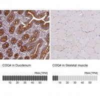 Anti-COQ4 antibody produced in rabbit 