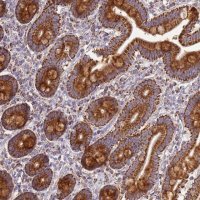 Anti-COQ4 antibody produced in rabbit 