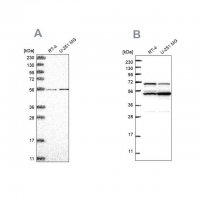 Anti-COQ8B antibody produced in rabbit HPA028303-100UL
