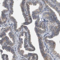 Anti-CORO2B antibody produced in rabbit