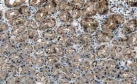 Anti-Cortactin Antibody, clone 1F15 ZooMAb� Rabbit Monoclonal 