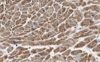 Anti-COX IV Antibody, clone 1L23 ZooMAb� Rabbit Monoclonal 