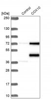 Anti-COX10 antibody produced in rabbit 