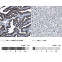 Anti-COX19 antibody produced in rabbit 