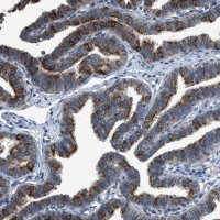 Anti-COX19 antibody produced in rabbit 